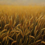 Does Armour Thyroid contain gluten?